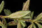 Hairy laurel <BR>Hairy wicky